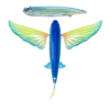 Nomad  Slipstream 200 -280 Flying Fish