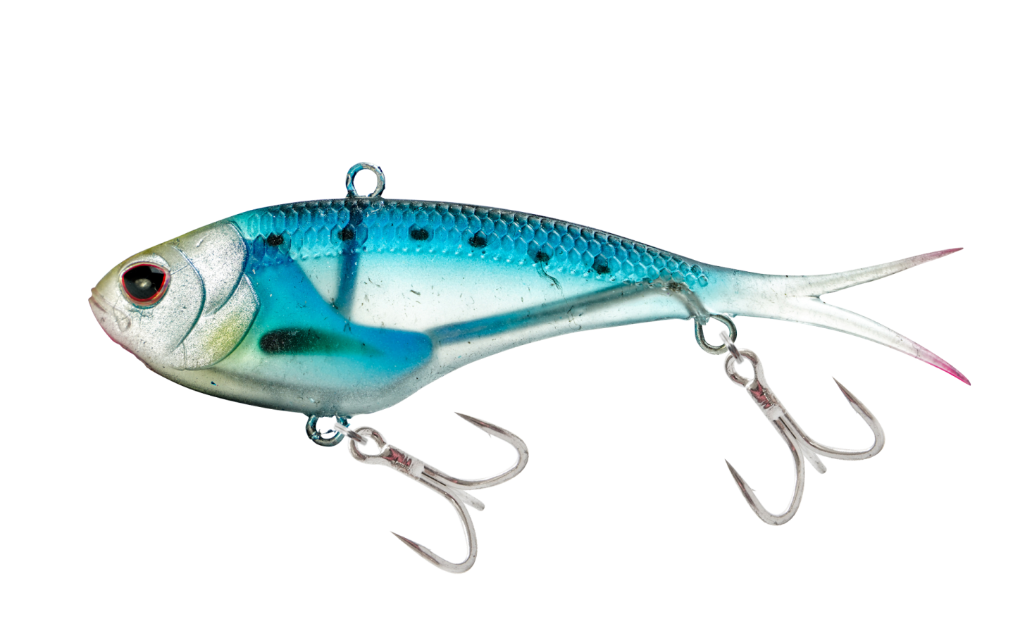 sardine